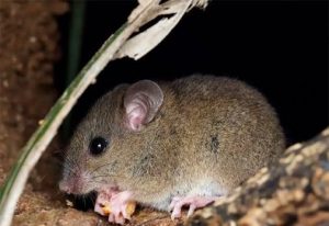 Un estudio de la US aporta las primeras evidencias genéticas sobre rata arborícola de Emmons