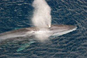 Los delfines se reparten la Bahía de Algeciras según la época del año