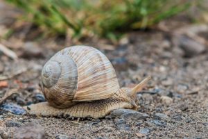 Las conchas de los caracoles son capaces de revelarnos información sobre el clima