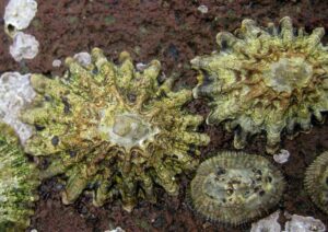 El acuario de Sevilla y la colaboración del laboratorio de Biología Marina de la US